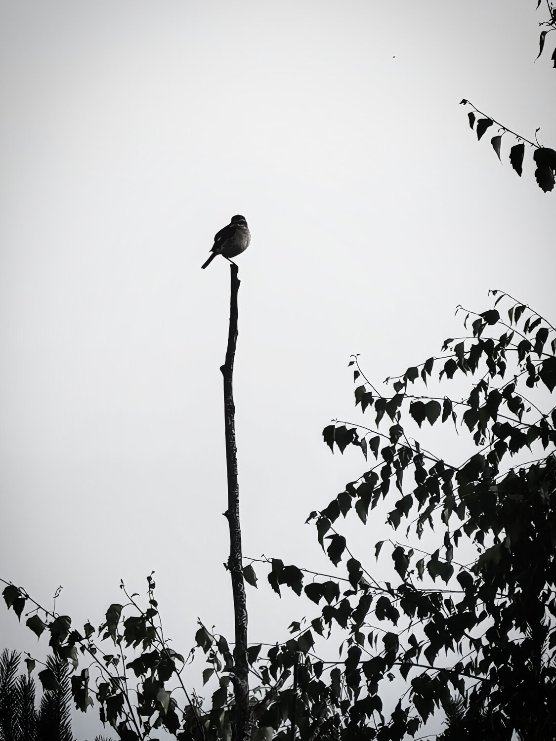 Photo #13886454