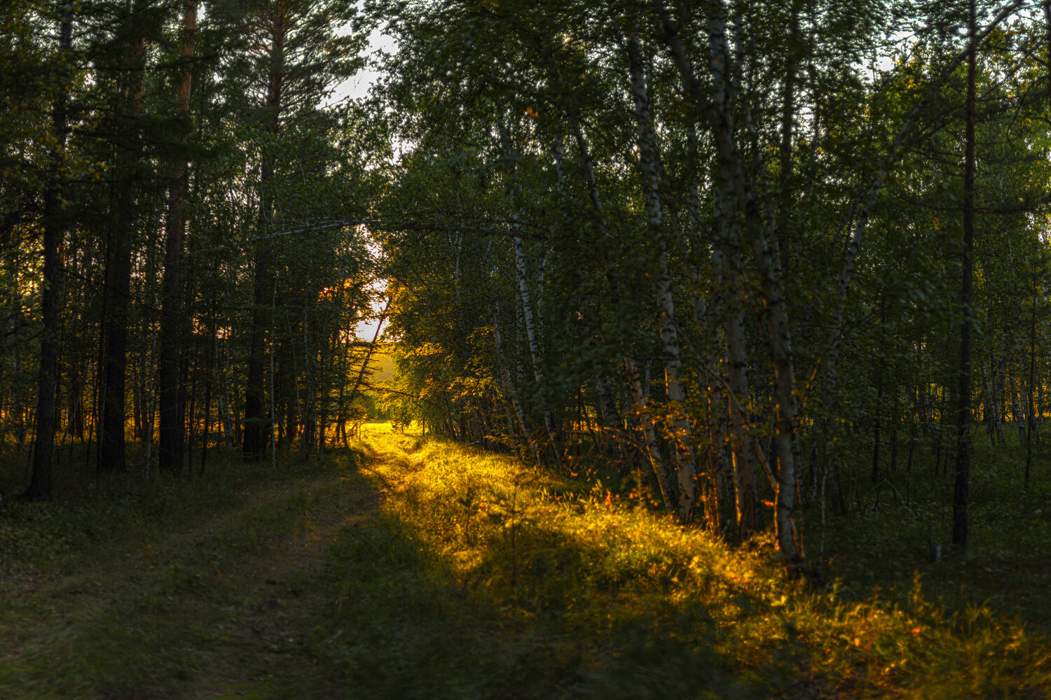 Photo #13886499