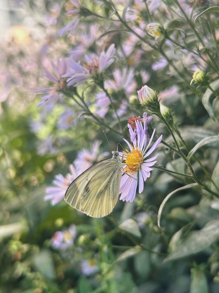 Photograph by Мария Байбарина