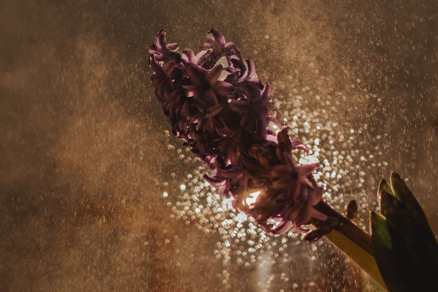 Photo #13886758