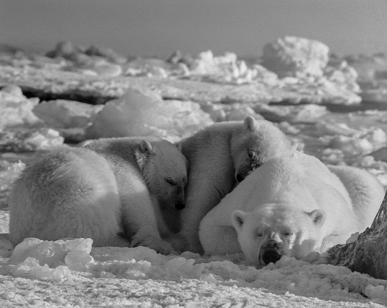 Photo #13886884