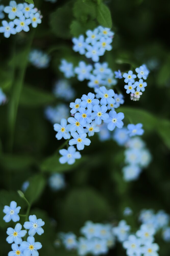Photograph by Вера Боржеева
