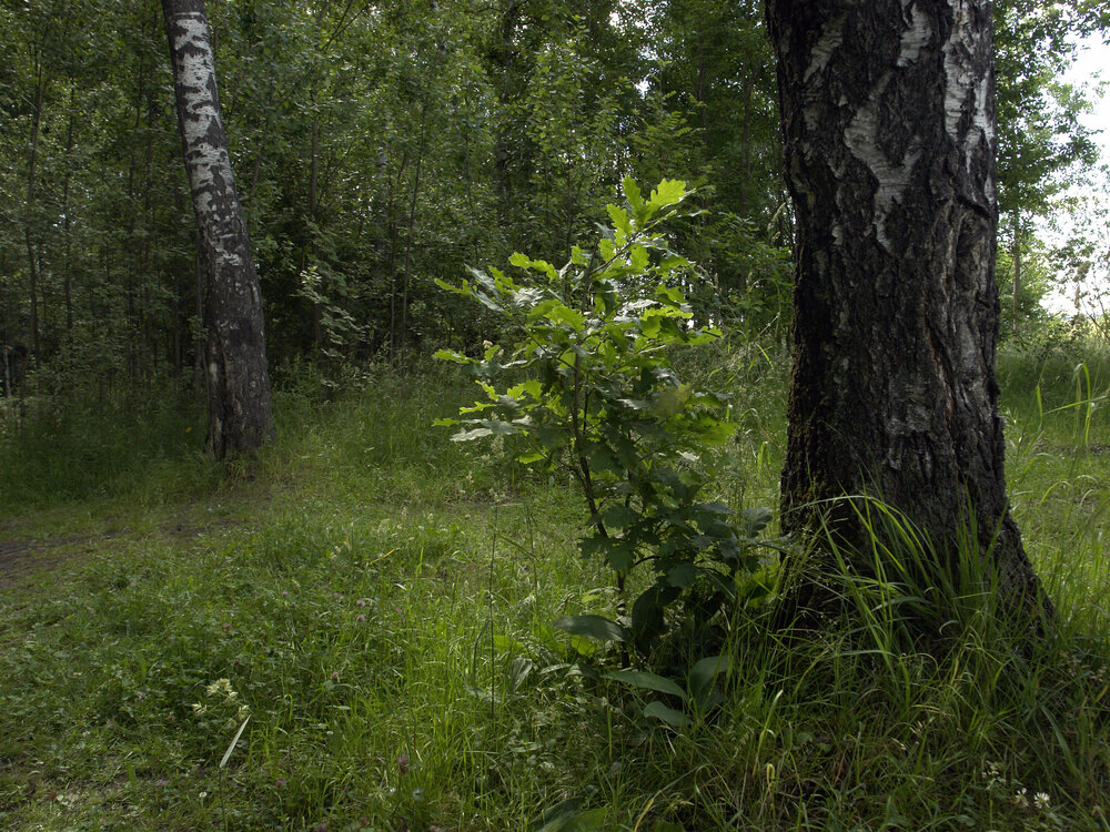 Photograph by Игорь Шевердин