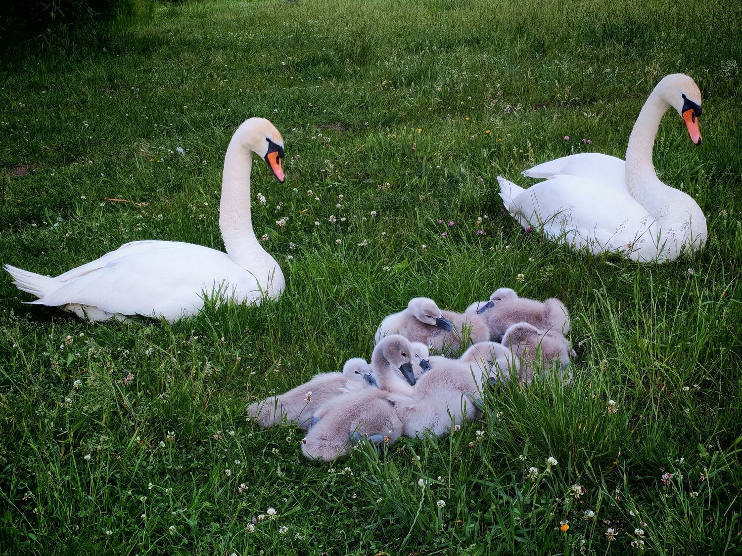 Photo #13887183