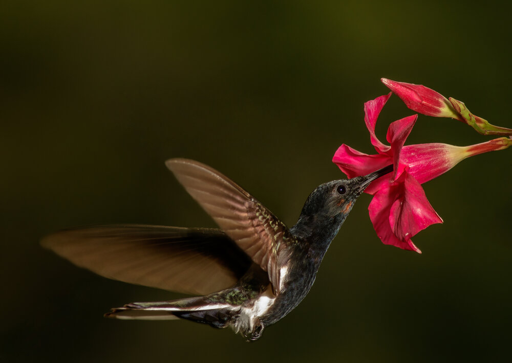 Photograph by Valdir Hobus