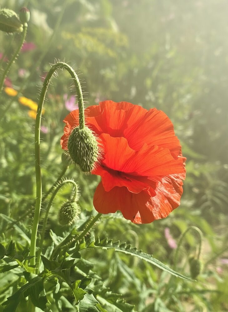 Photograph by Светлана Кустова
