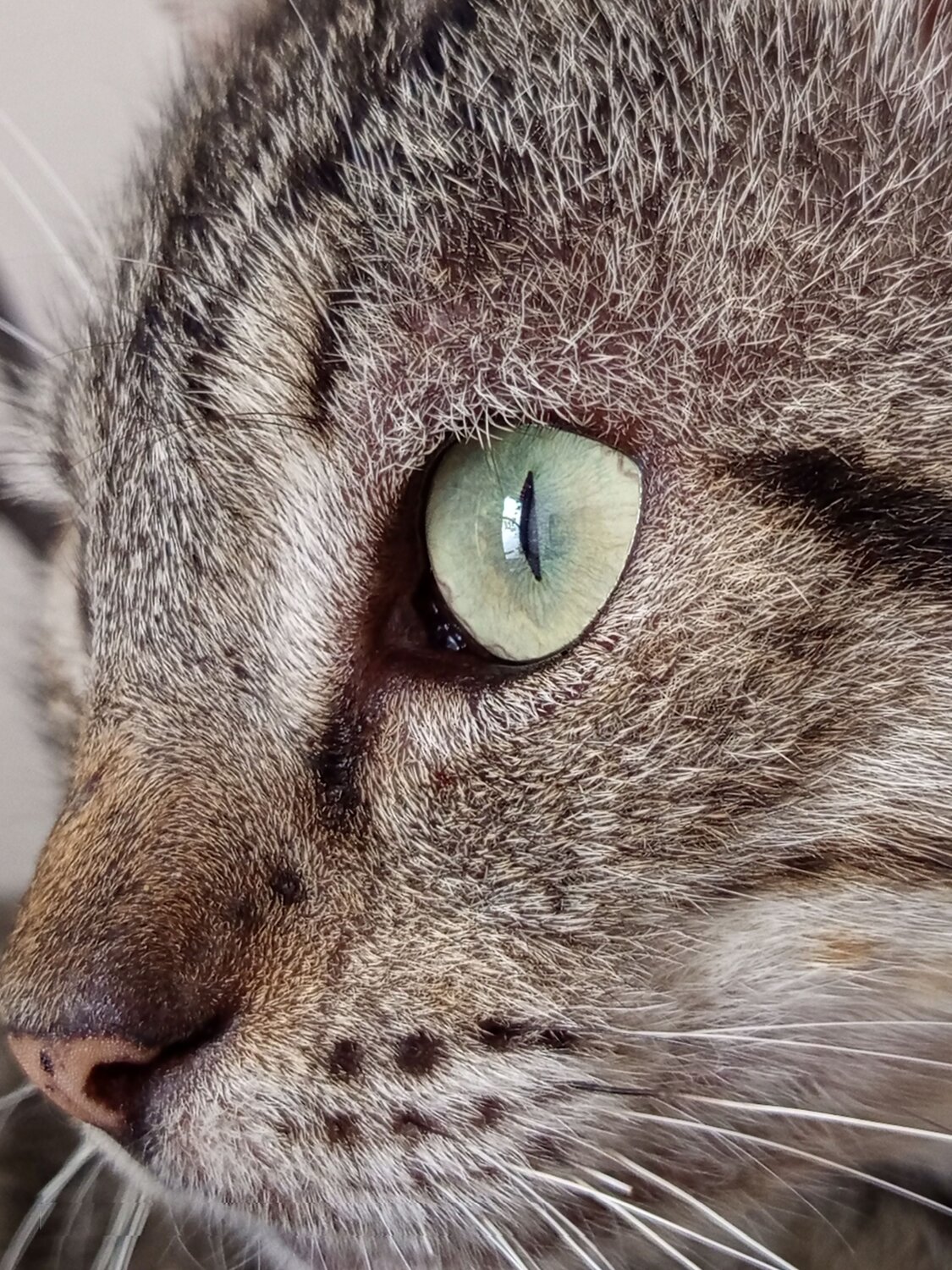 Observando un ave