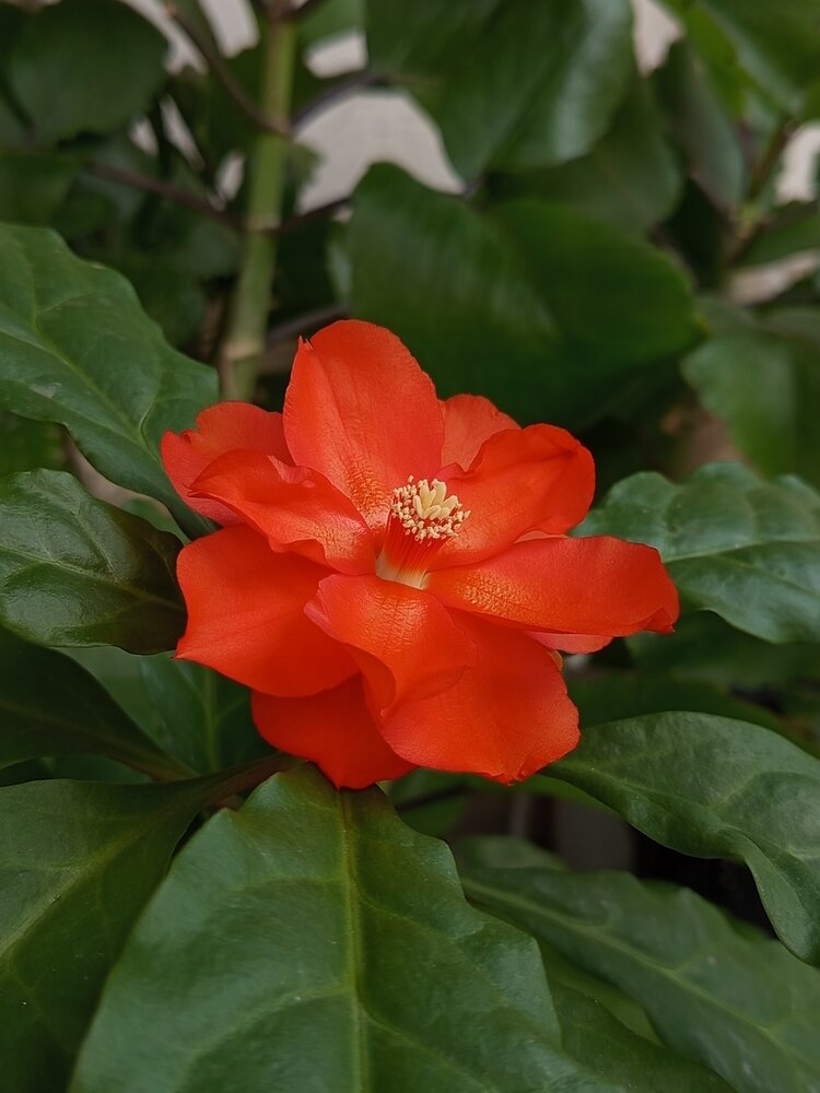 Éxtasis, Pereskia