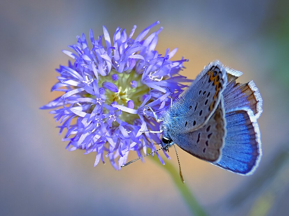 Photograph by Светлана Юрьевна Елагина