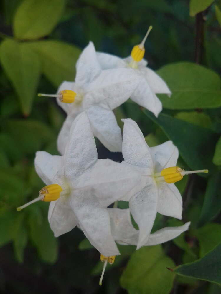 Little white flowers