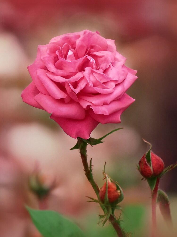 Pink Elegance