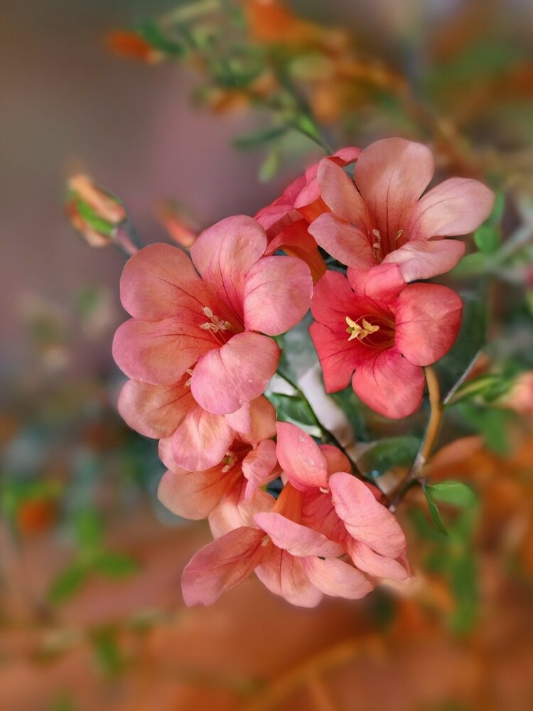 Фотография автора Anila Ismailaj