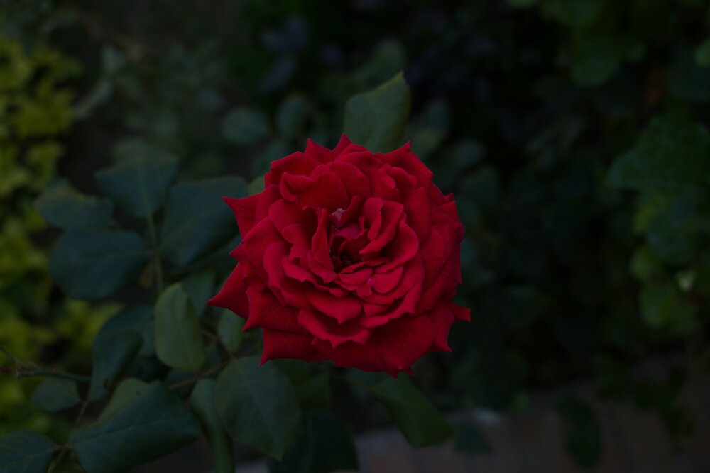 Photograph by Ahmed Ehab Moktar
