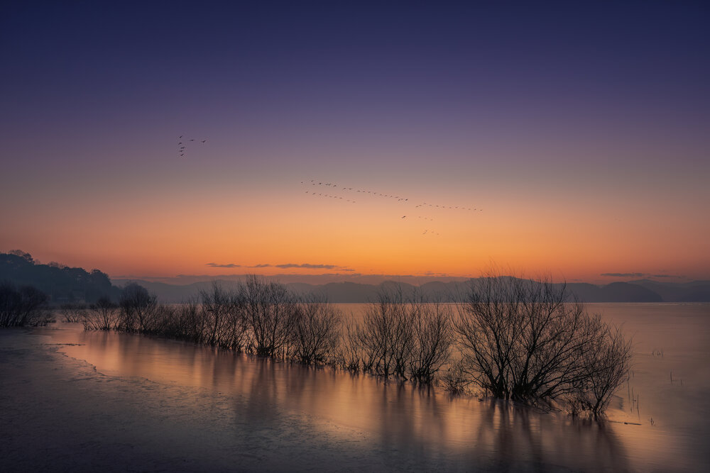 Winter migratory birds flying toward the dawn
