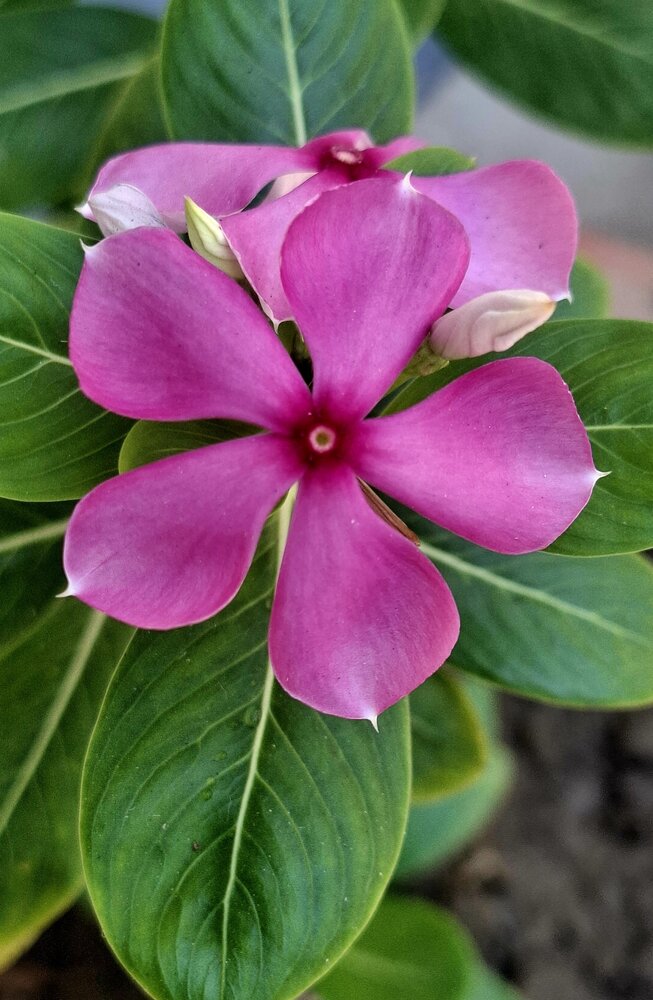 Photograph by Adita Dasgupta