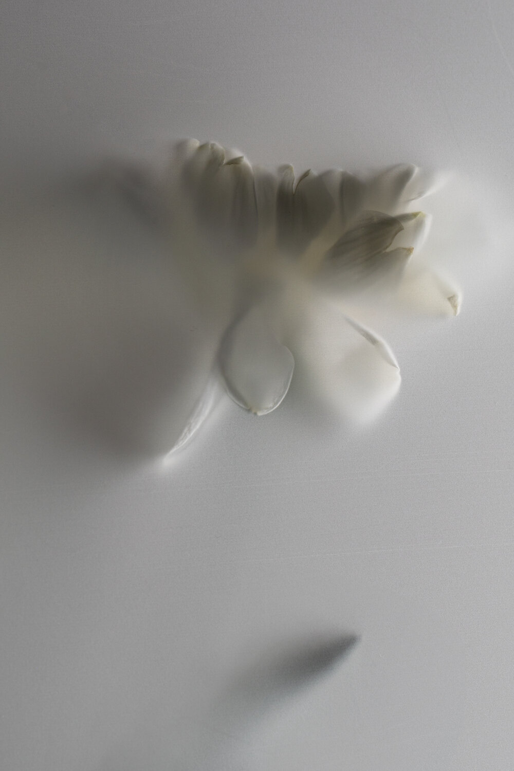 Photo #13887813