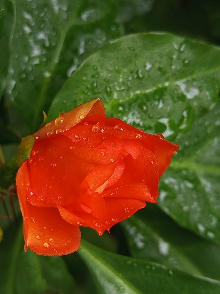 Sensación, Pereskia