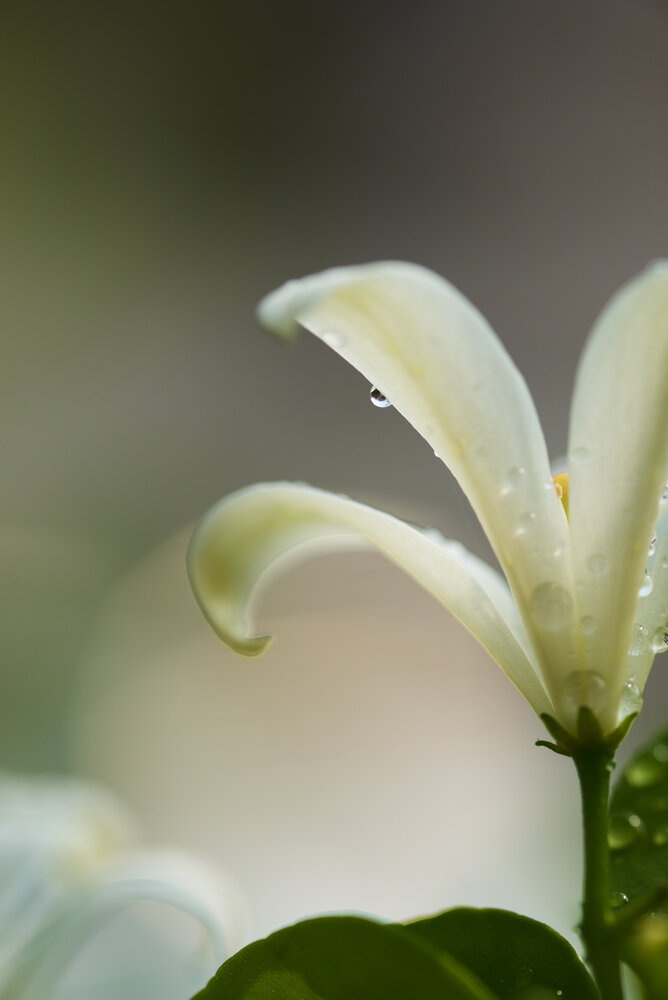 Photograph by Nam Tran Duy