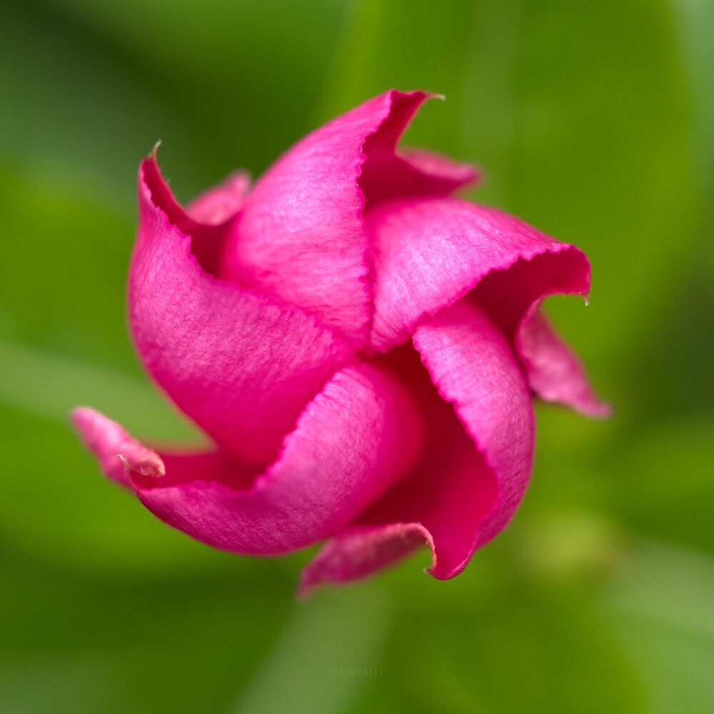 Photograph by iathnaht