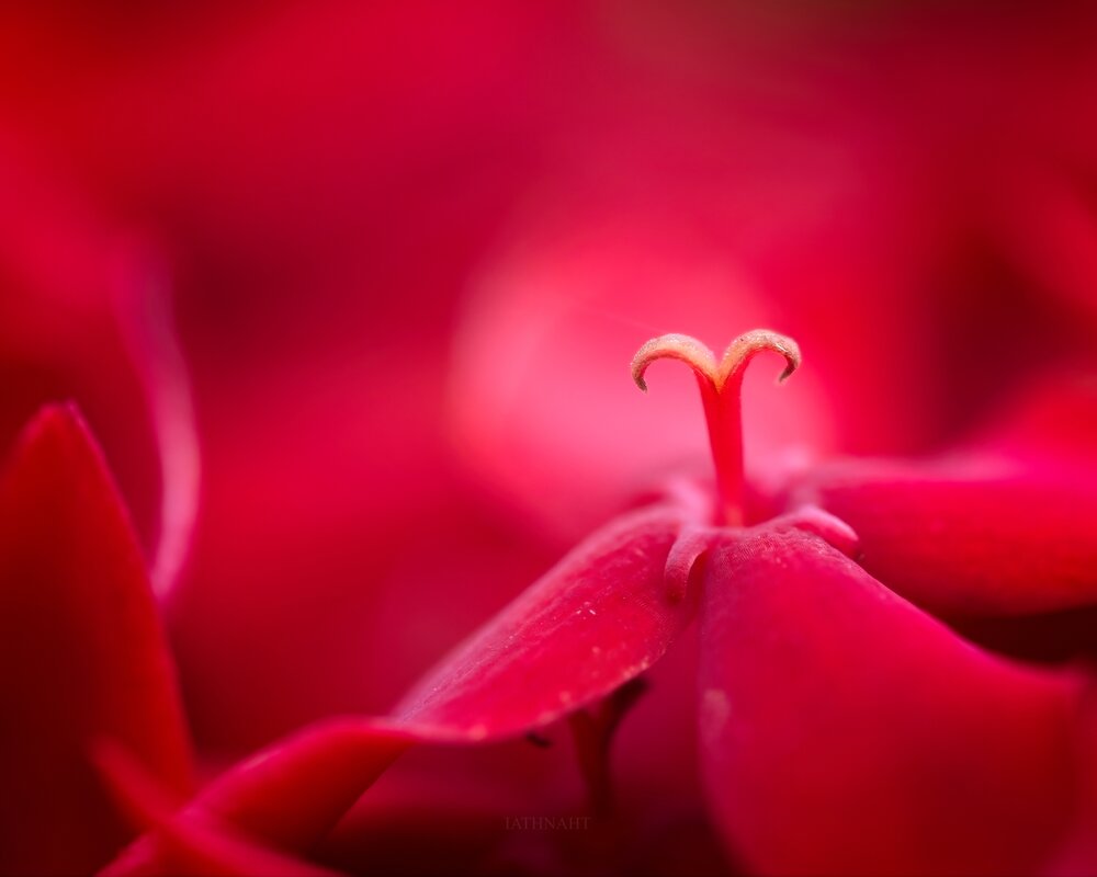 Photograph by iathnaht