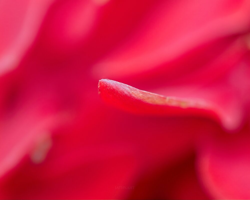 Photograph by iathnaht