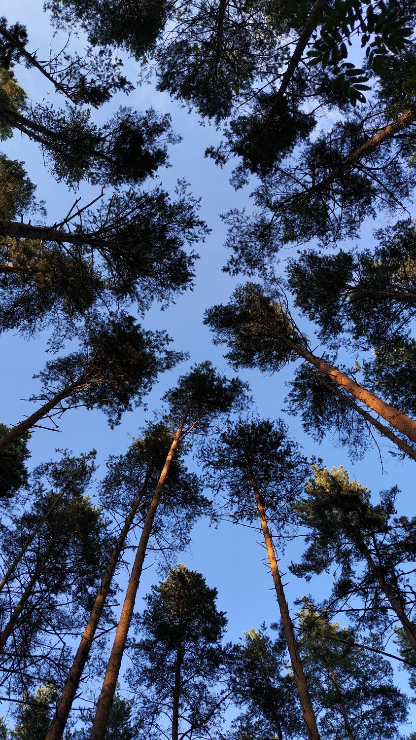 Photo #13888224