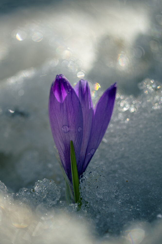 Photograph by Gregor Kobilica