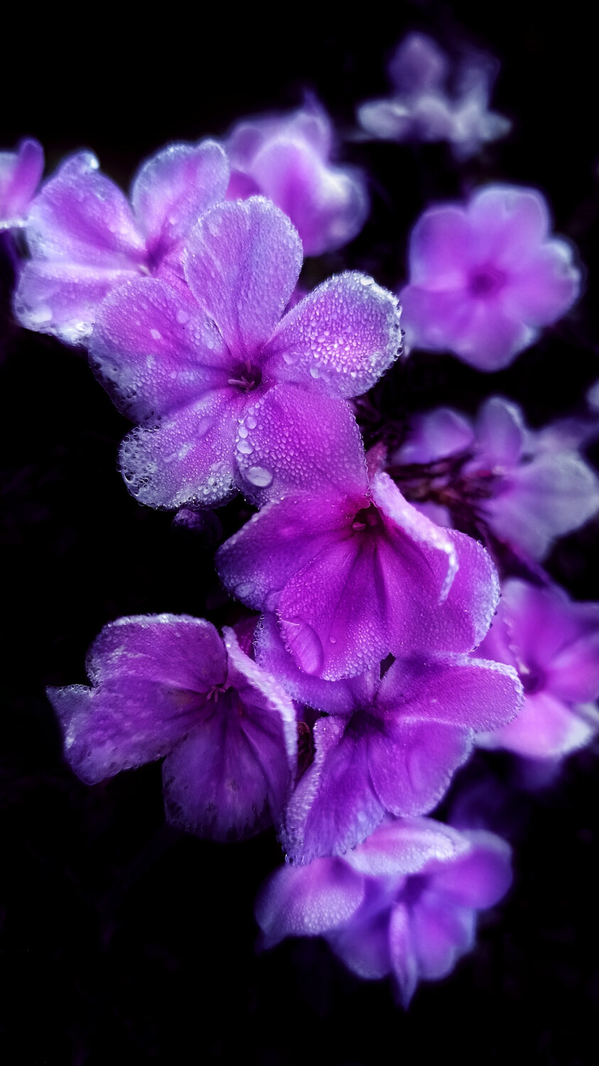 Photo #13888663