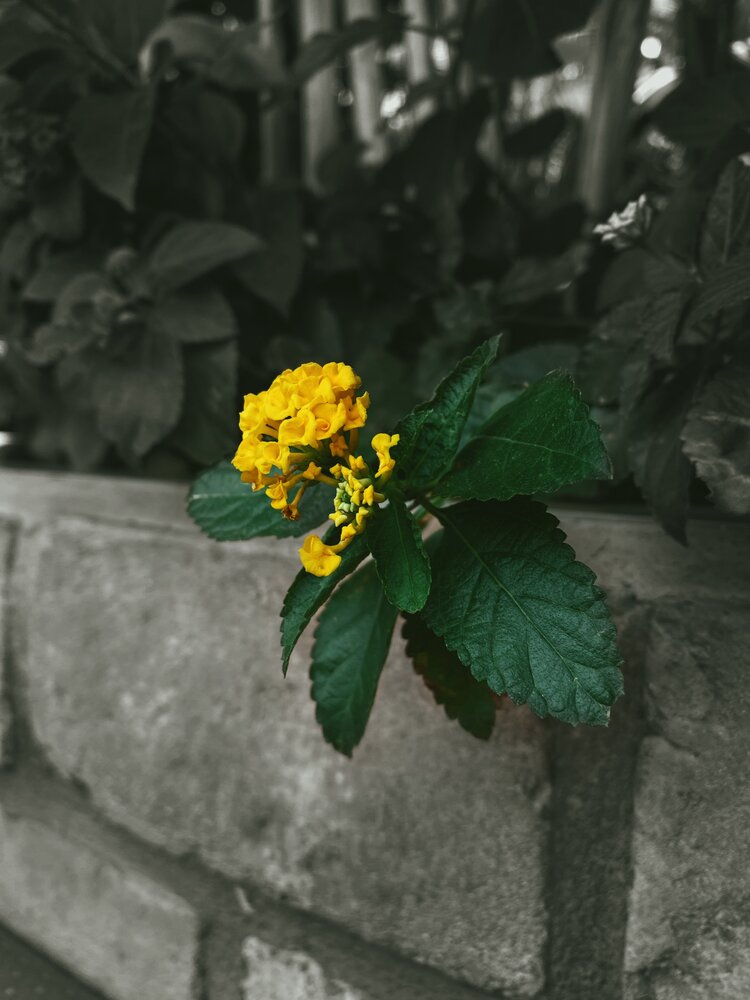 Photograph by Bảo Bảo Nguyễn