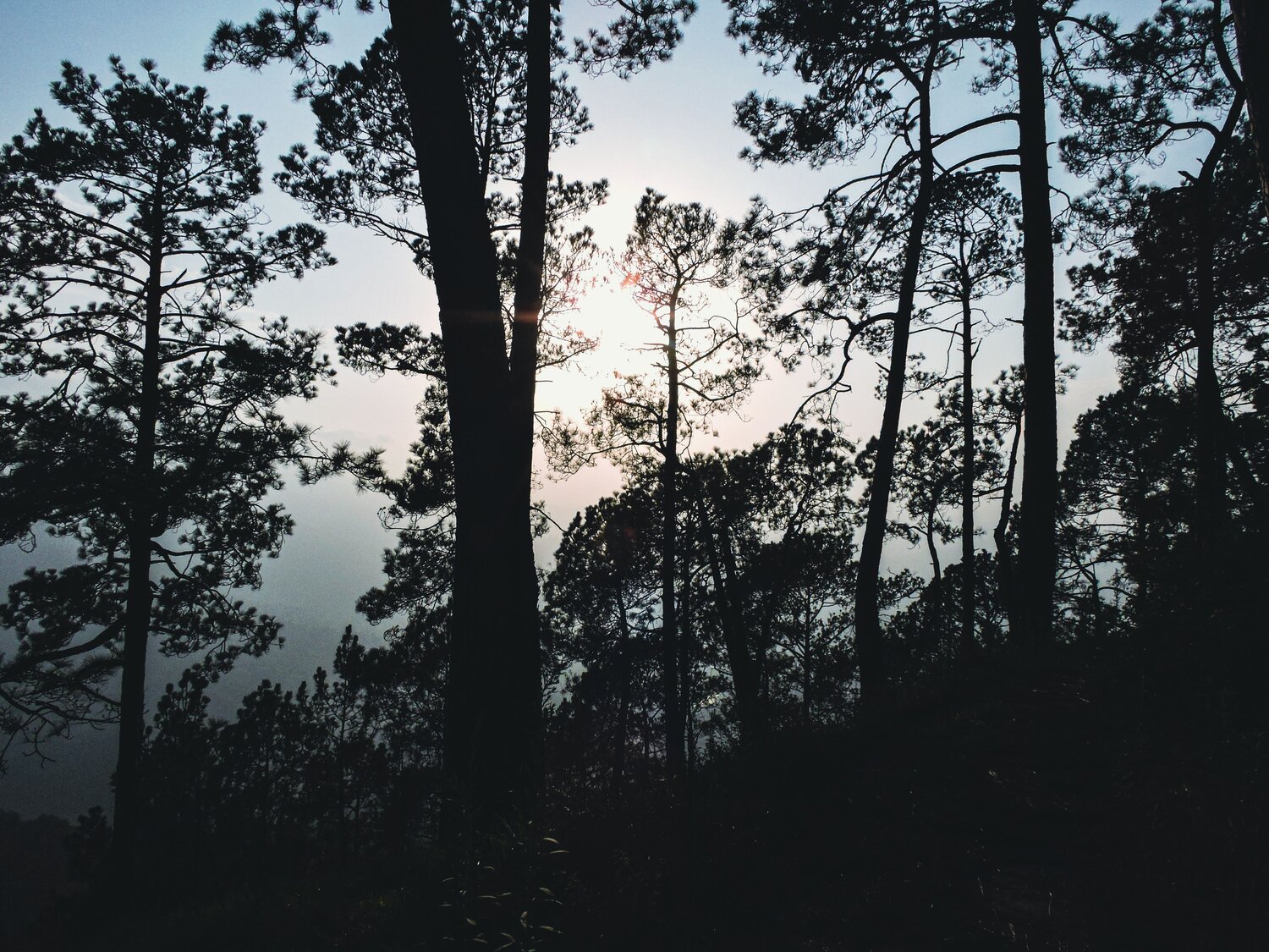 Sunlit Silence