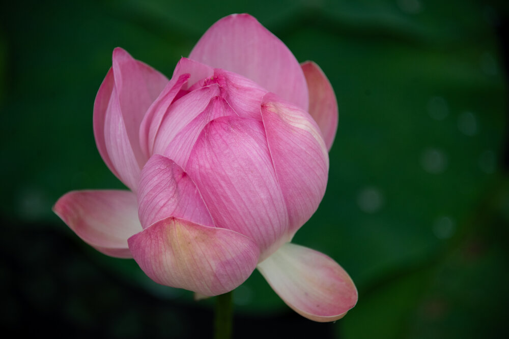 Photograph by Алина Чебулаева