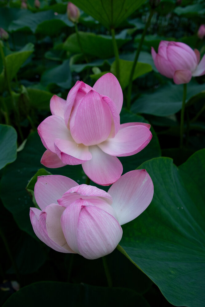 Photograph by Алина Чебулаева