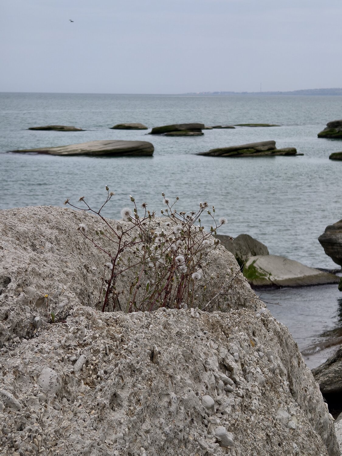 Photo #13889017