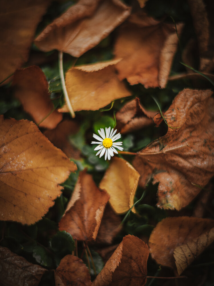 A Gentle Glow