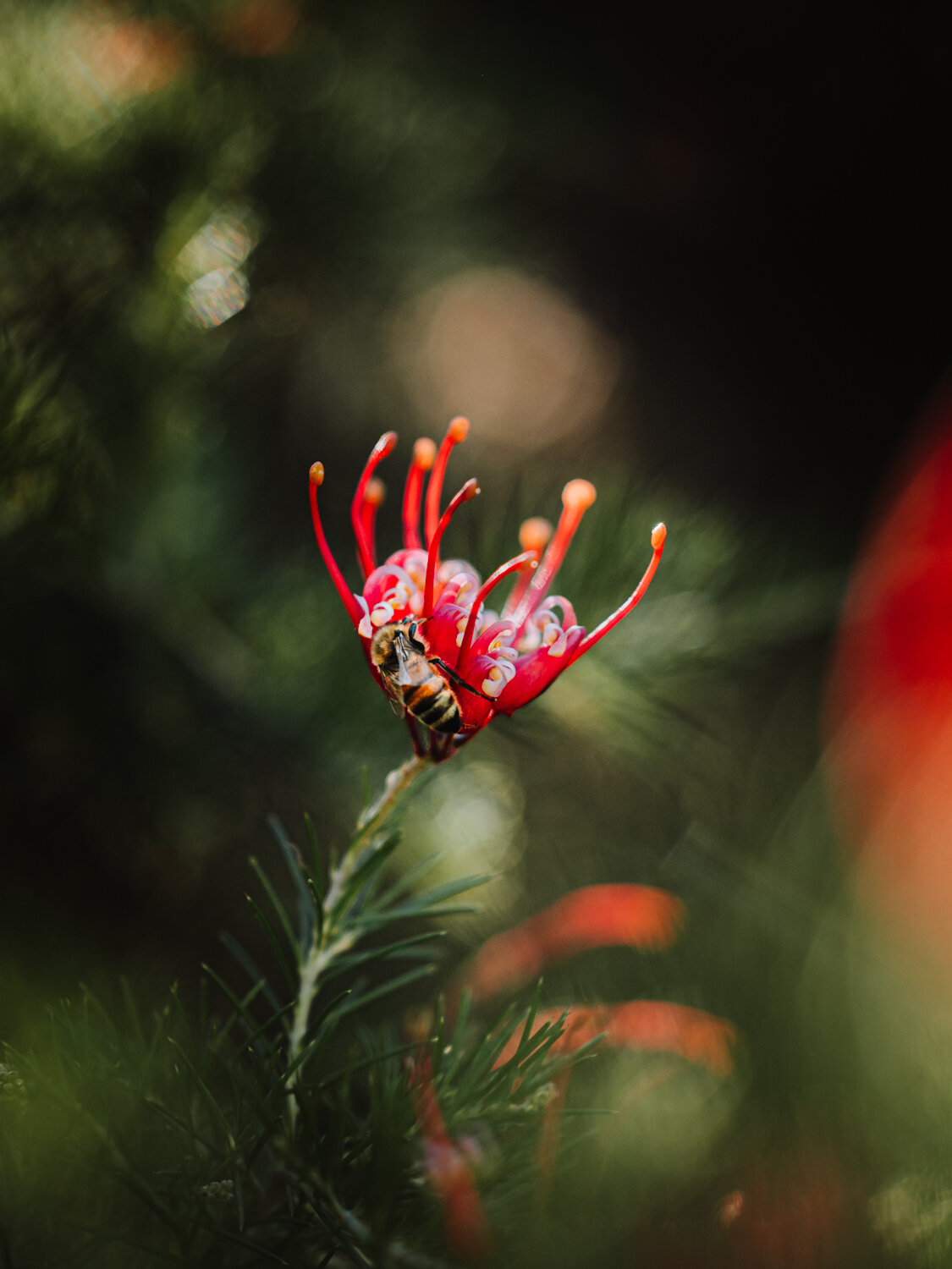 Between Bloom and Breath
