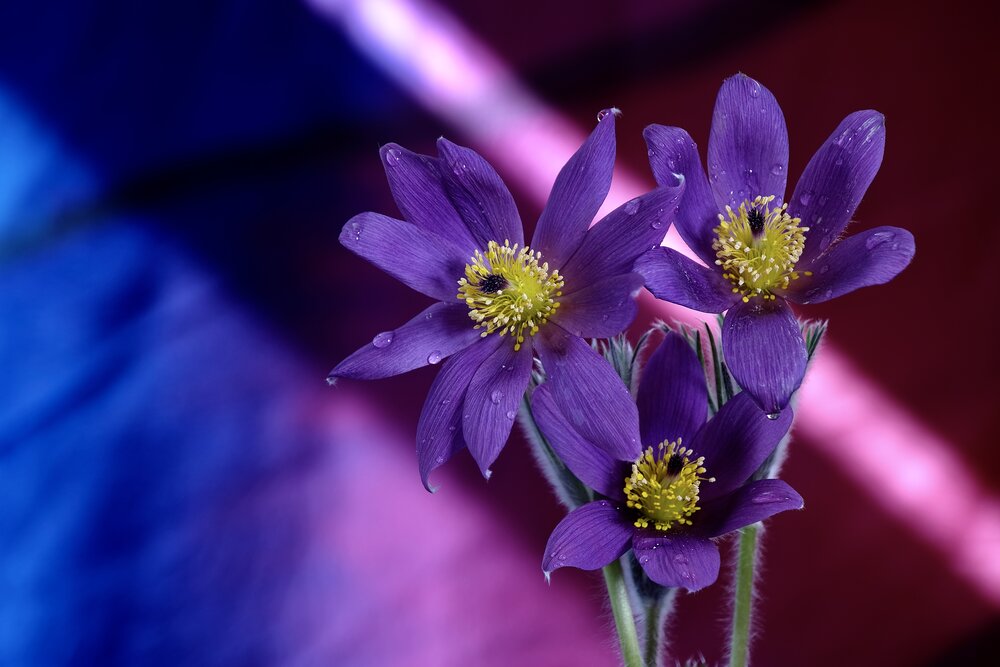 The Purple Trio