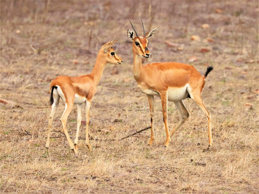 Photograph by Pankaj Kapoor