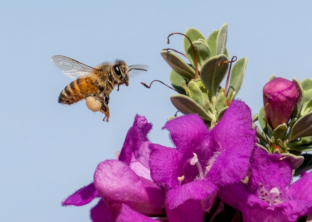 Bee in action