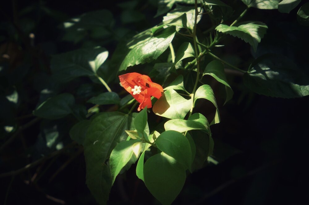 Photograph by Bảo Bảo Nguyễn