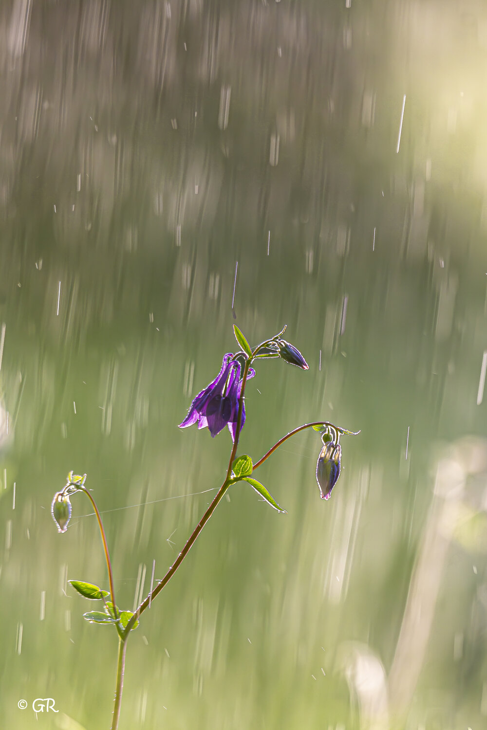 Photo #13889284