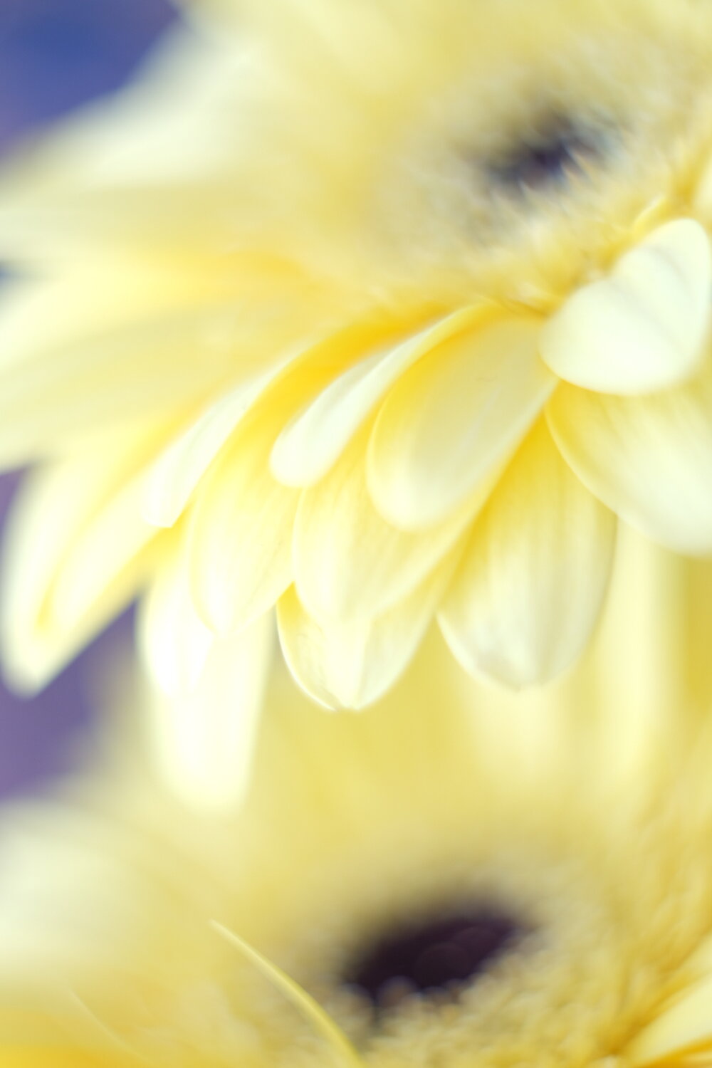 Photo #13889308