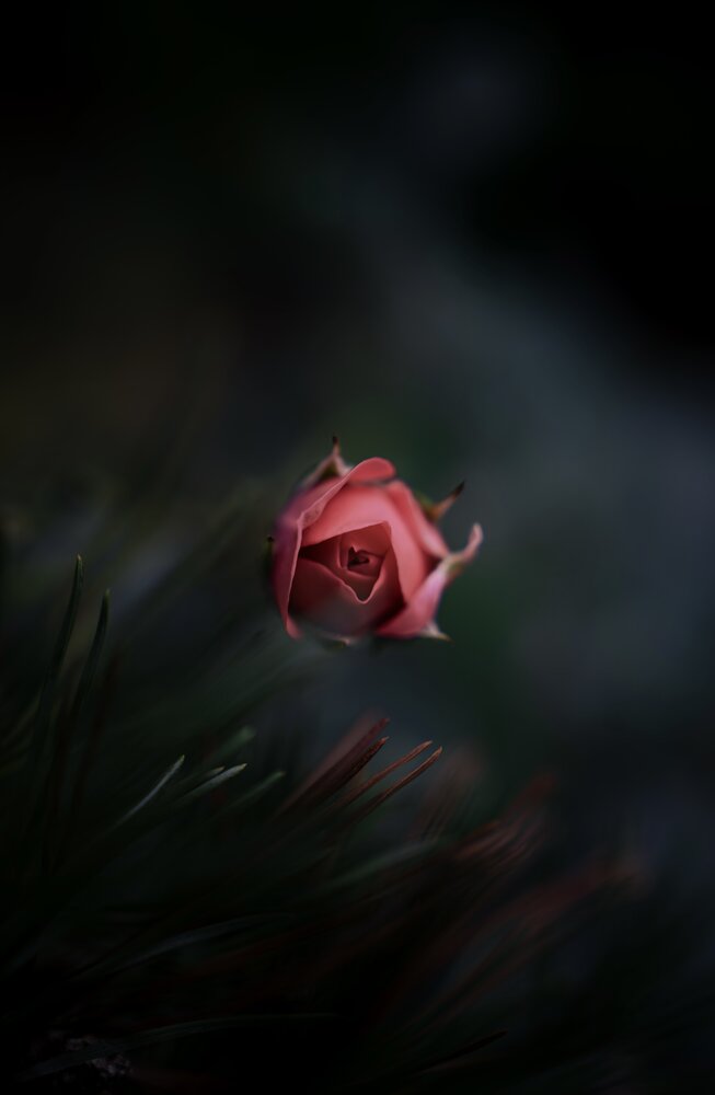 Photograph by Misha Bondarev