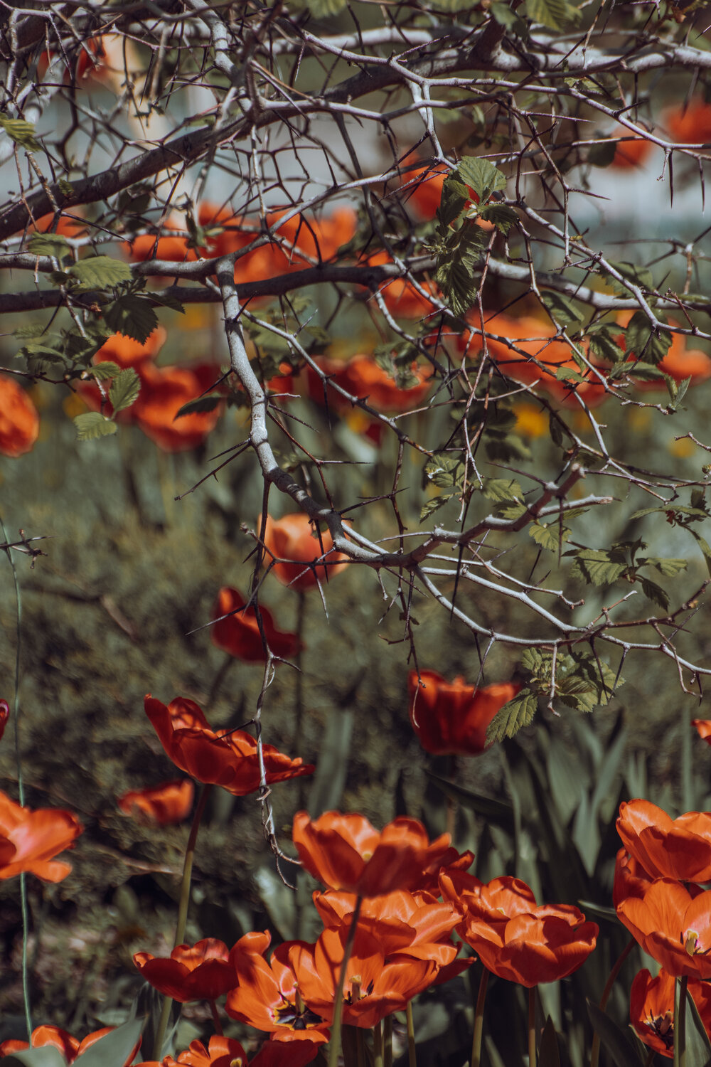 Photo #13889615