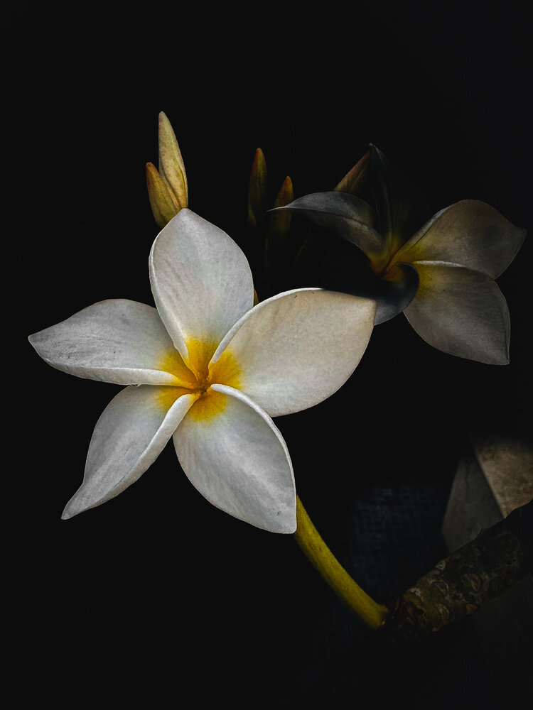 Photograph by Chris Jones