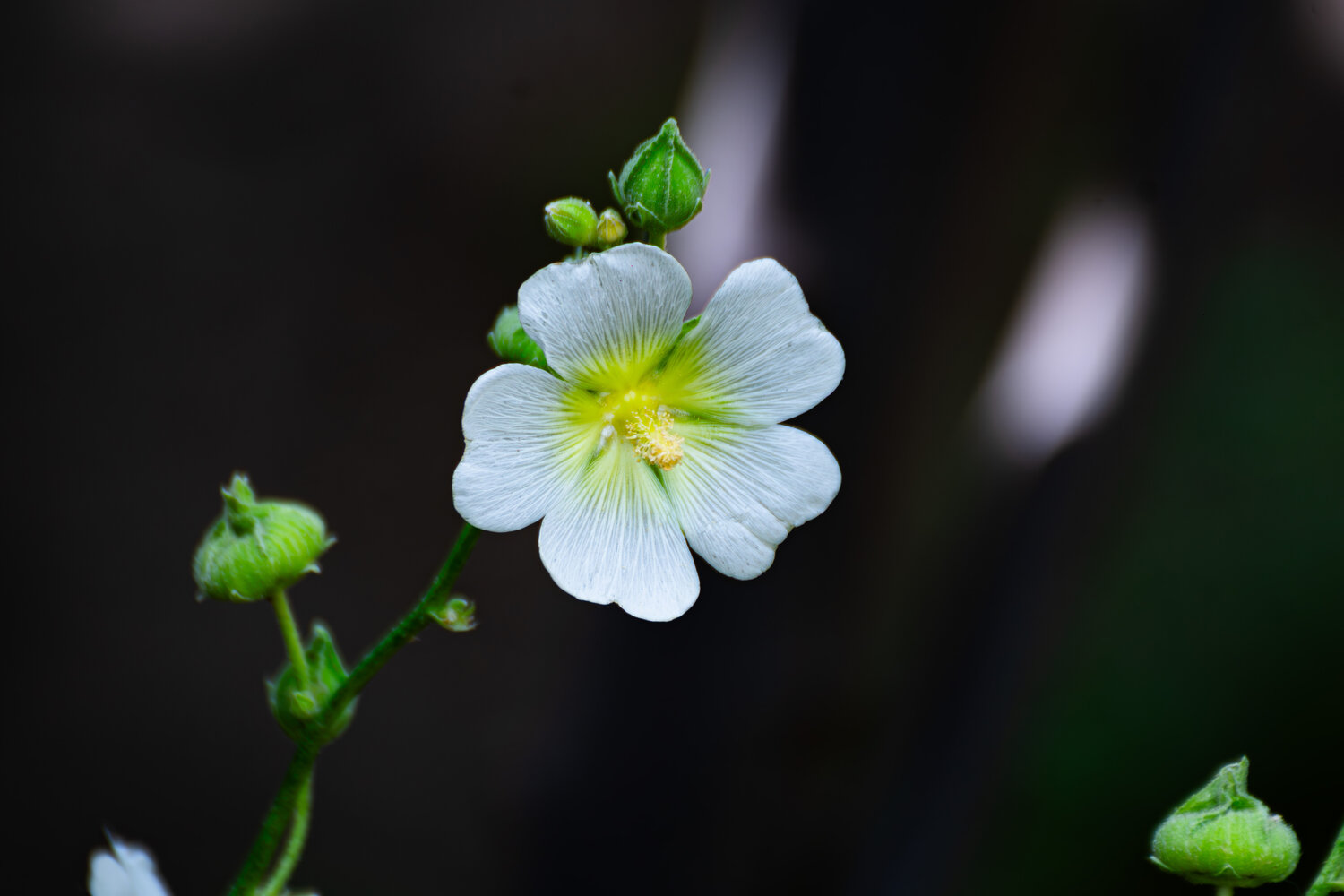 Blooming is not about being seen; it is about becoming.