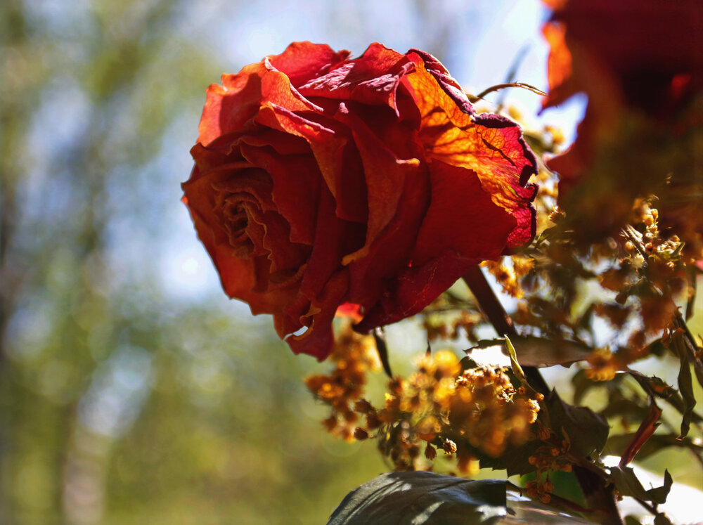 Photograph by Aleksandr Larionov