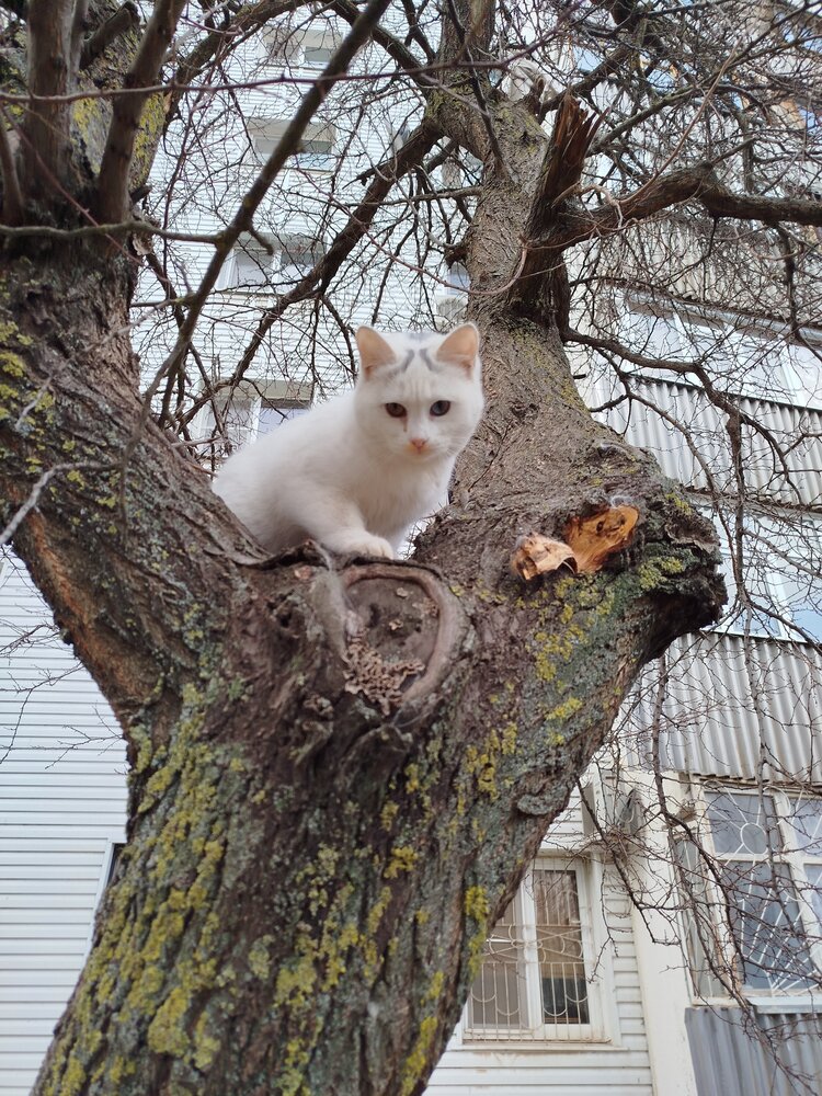 Гетерохромия у кошки