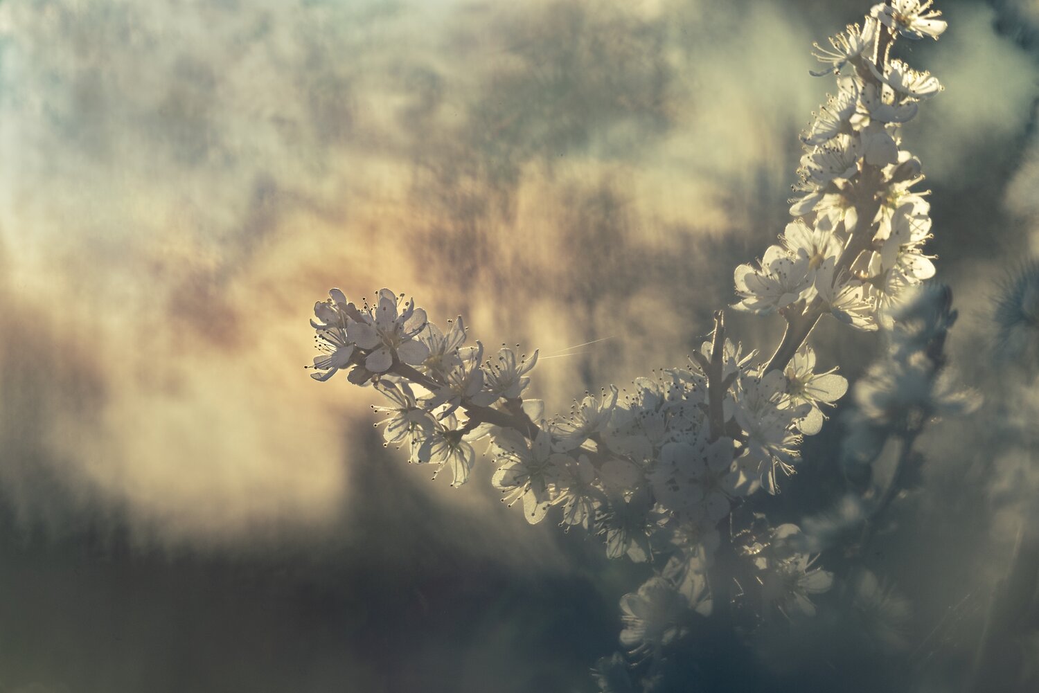 Photo #13889854