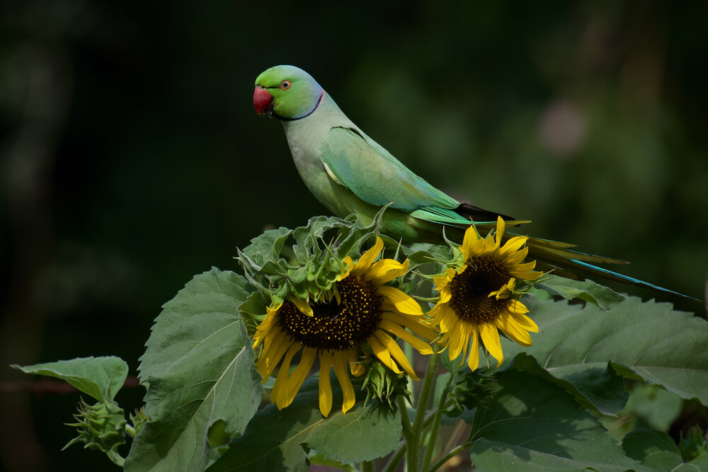 Photograph by BIPLAB MISRA