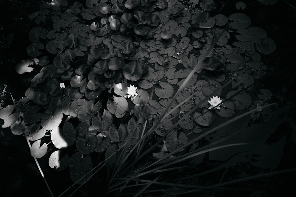 Photograph by Юлия Герман